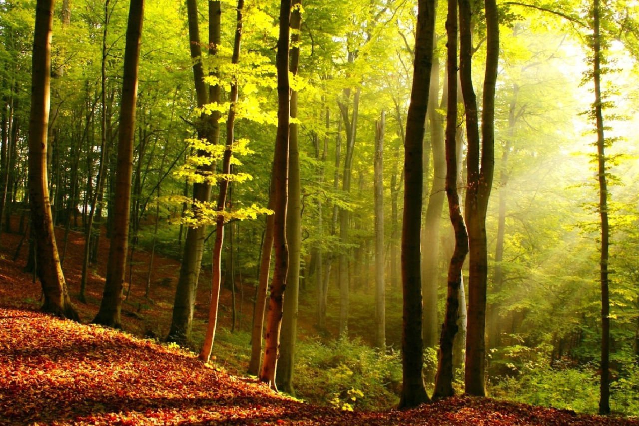 İrismo Trading Olarak Dünyamızı Yeşillendiriyoruz!